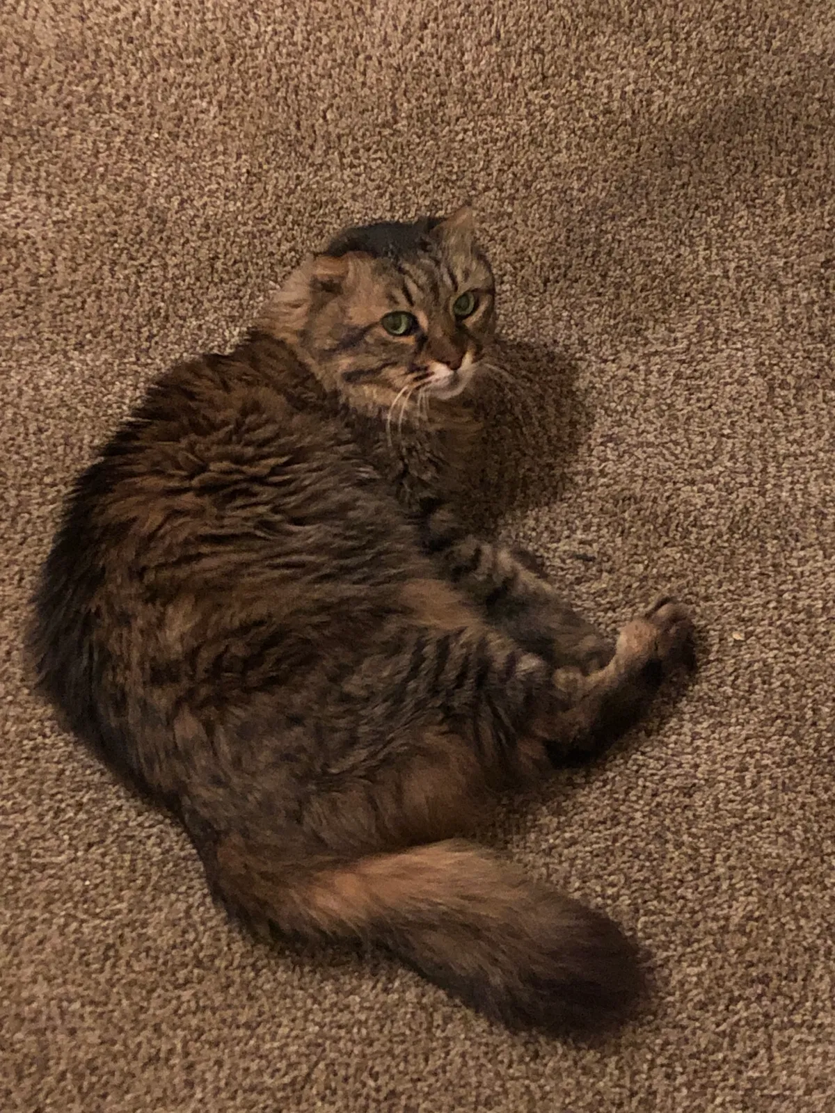 Lost cat in Albuquerque, NM, 87113