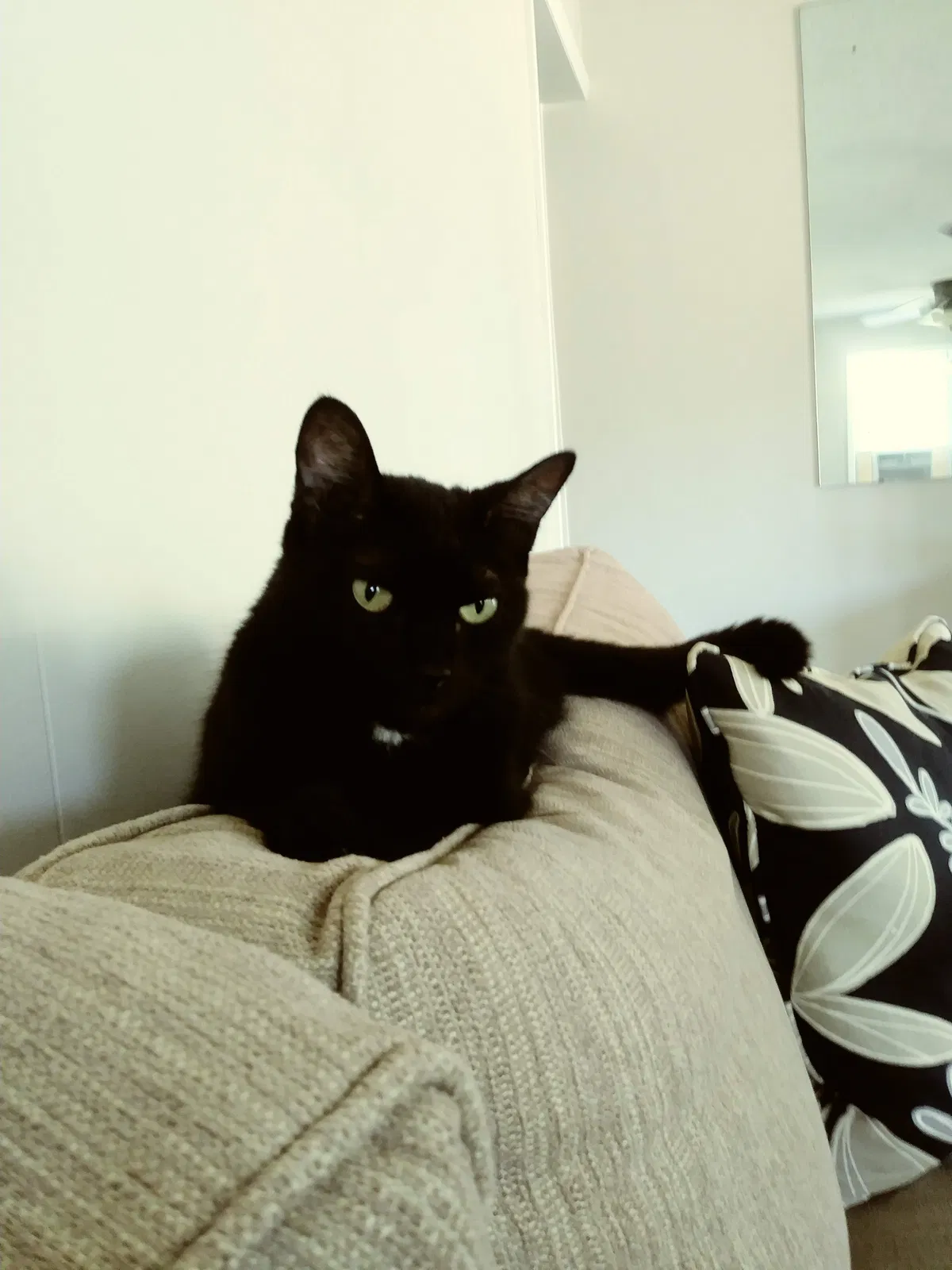Lost cat in Manchester Township, NJ, 8759