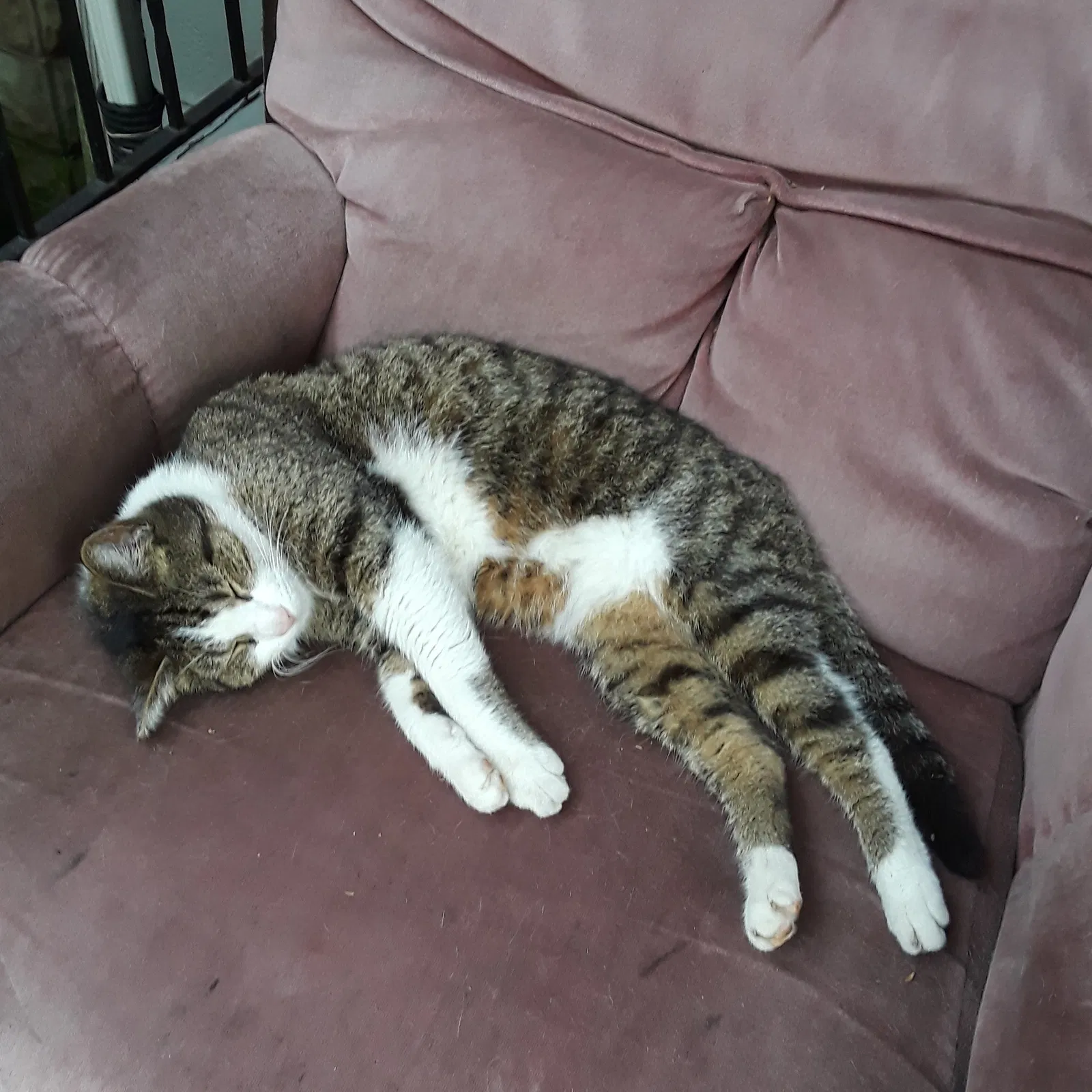 Lost cat in Pittsburgh, PA, 15224