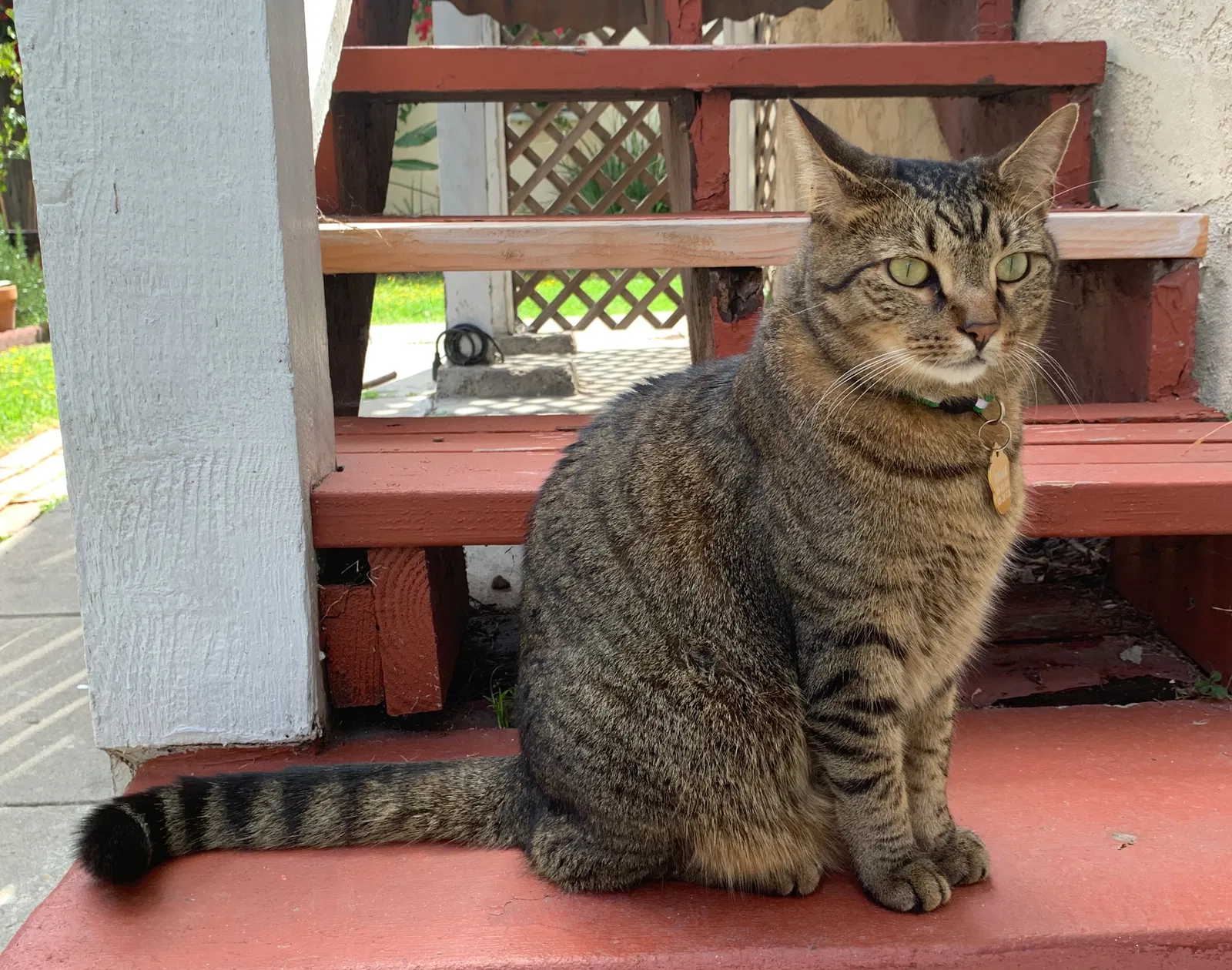Lost cat in San Diego, CA, 92116