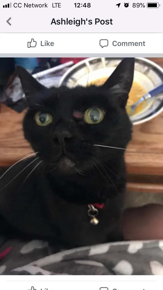Lost cat in Auburn, CA, 95602