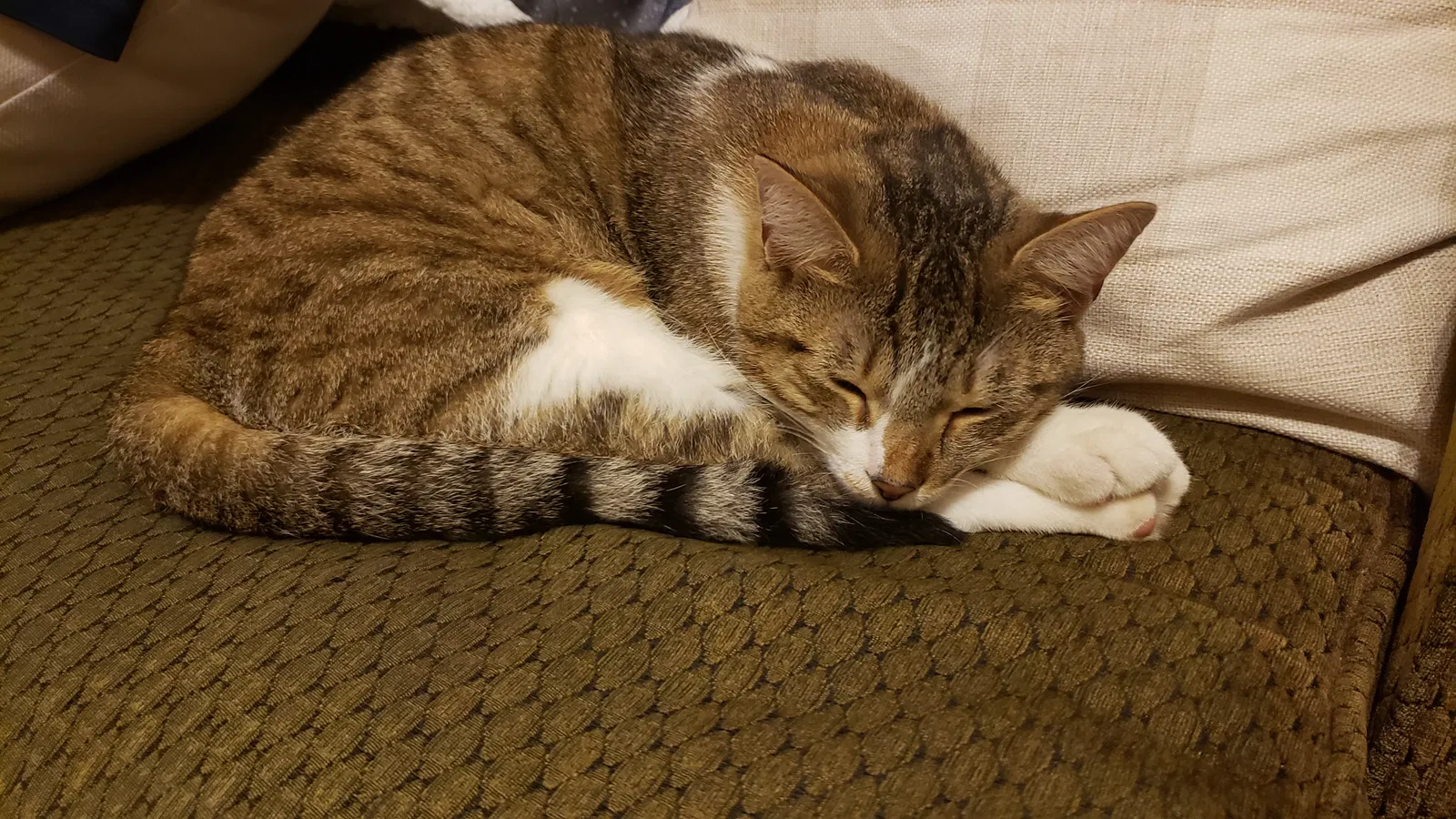 Lost cat in Cordova, TN, 38018