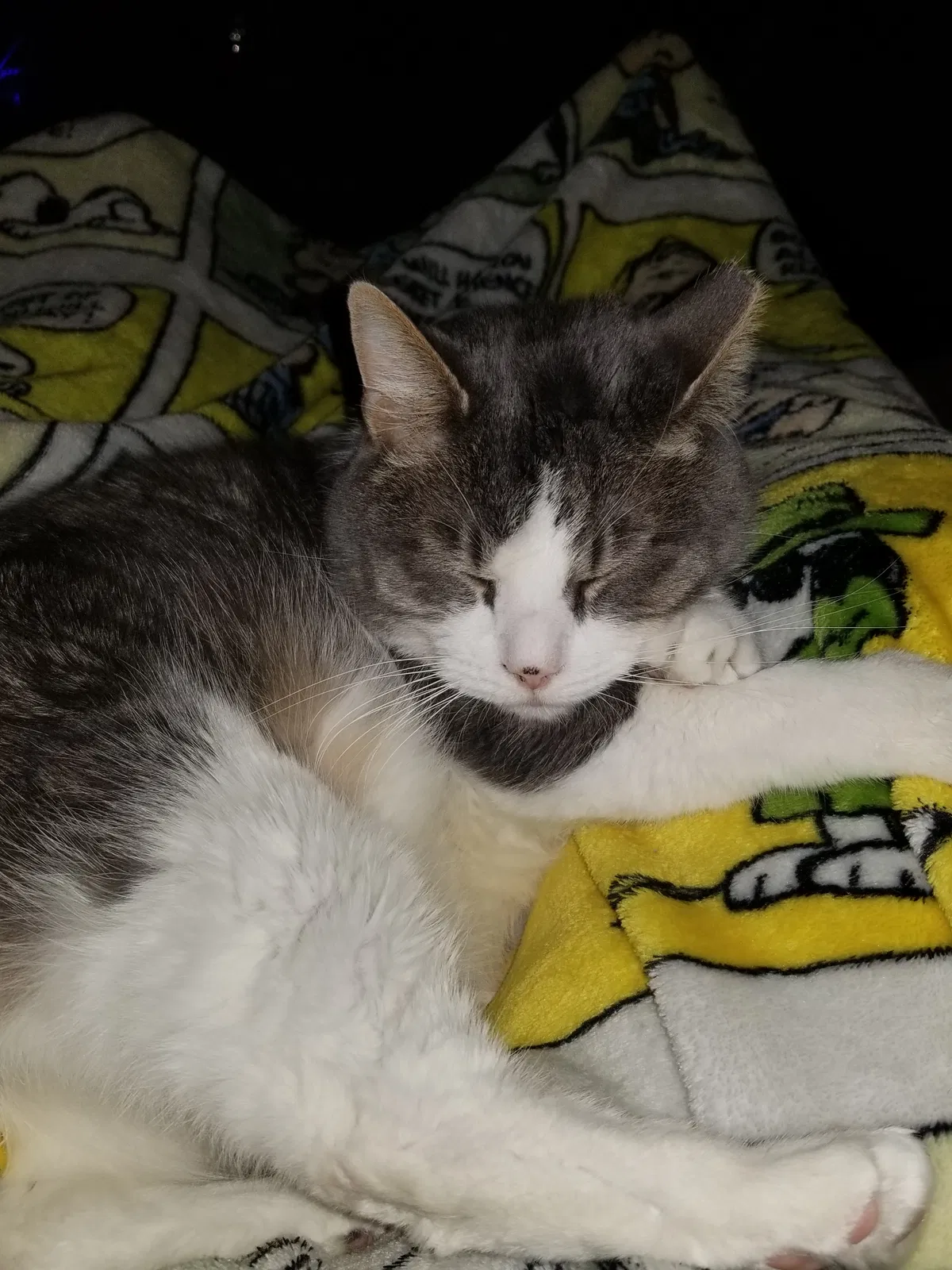 Lost cat in Independence, MO, 64055