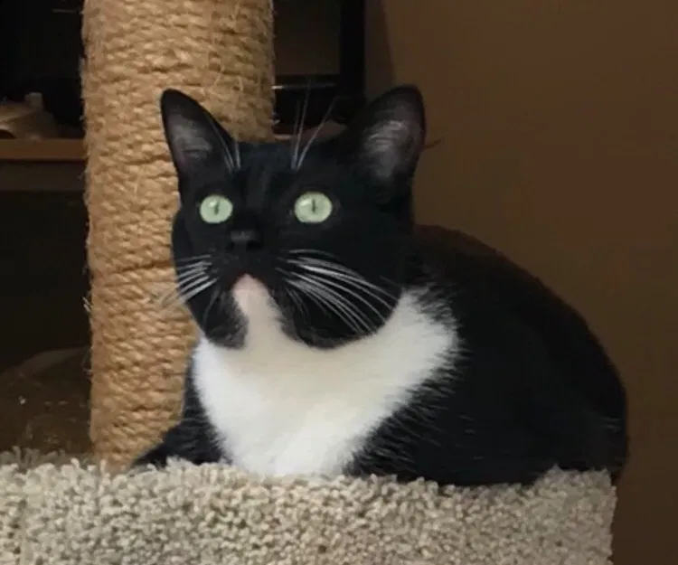 Lost cat in Granite Bay, CA, 95746