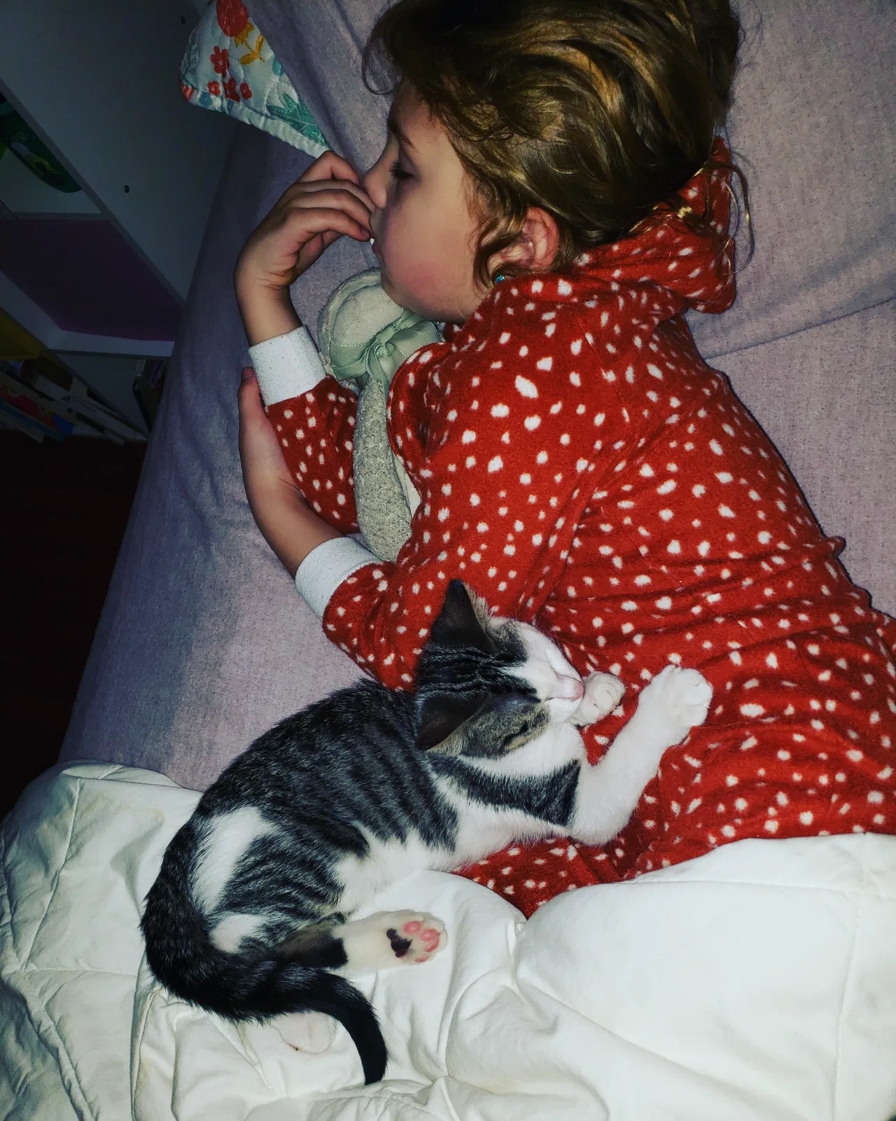 Lost cat in Norfolk, VA, 23508
