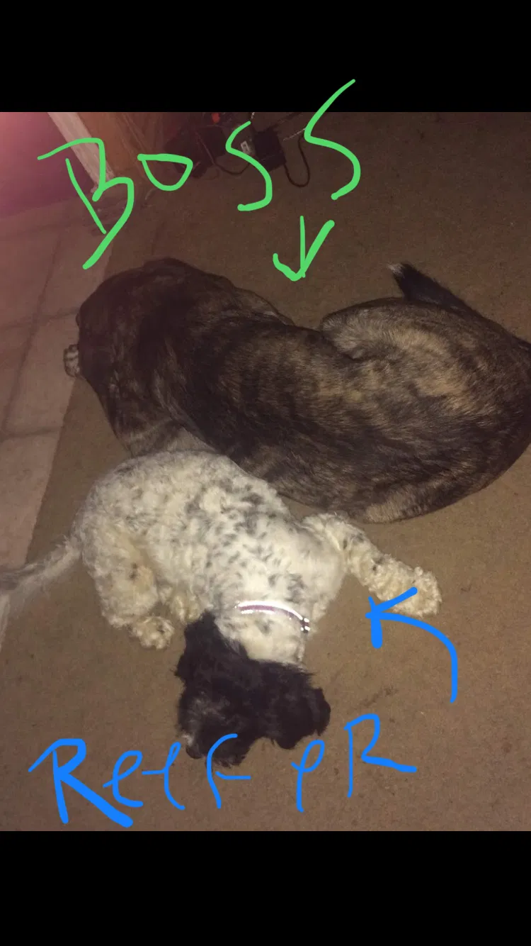 Lost dog in Fort Towson, OK, 74735