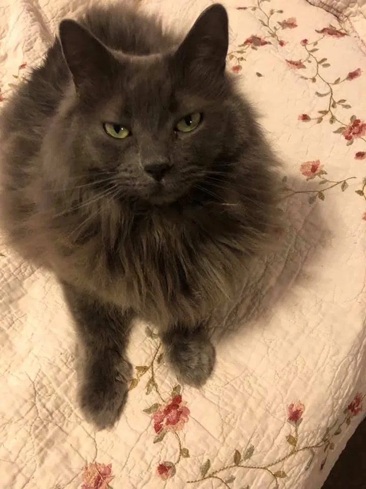 Lost cat in Nuevo, CA, 92567