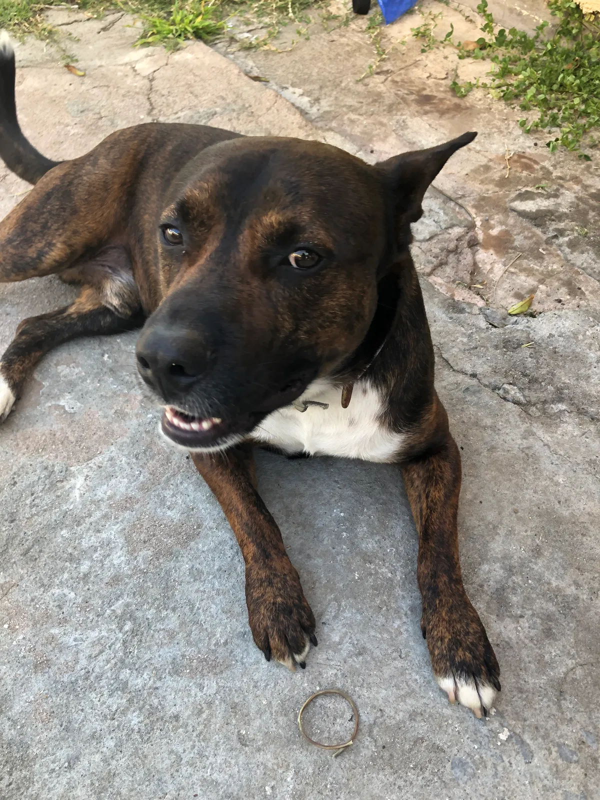 Lost dog in National City, CA, 91950