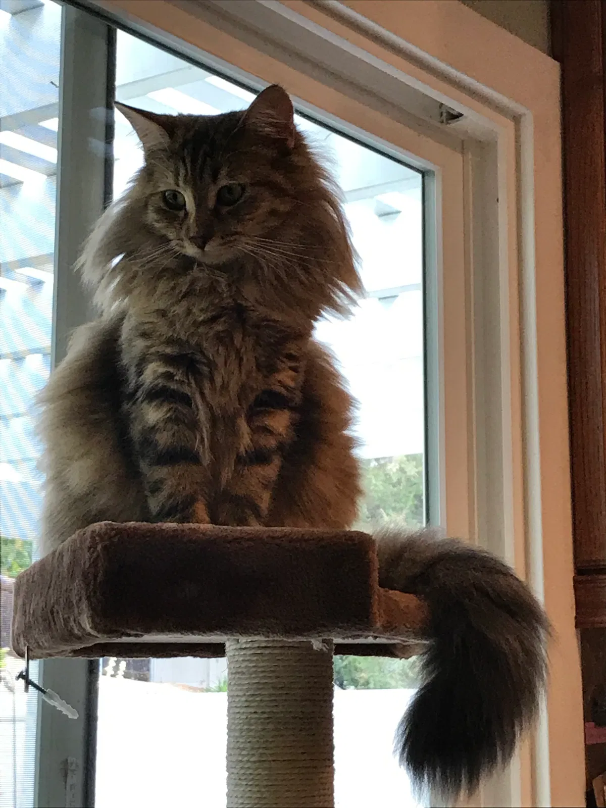 Lost cat in San Diego, CA, 92124