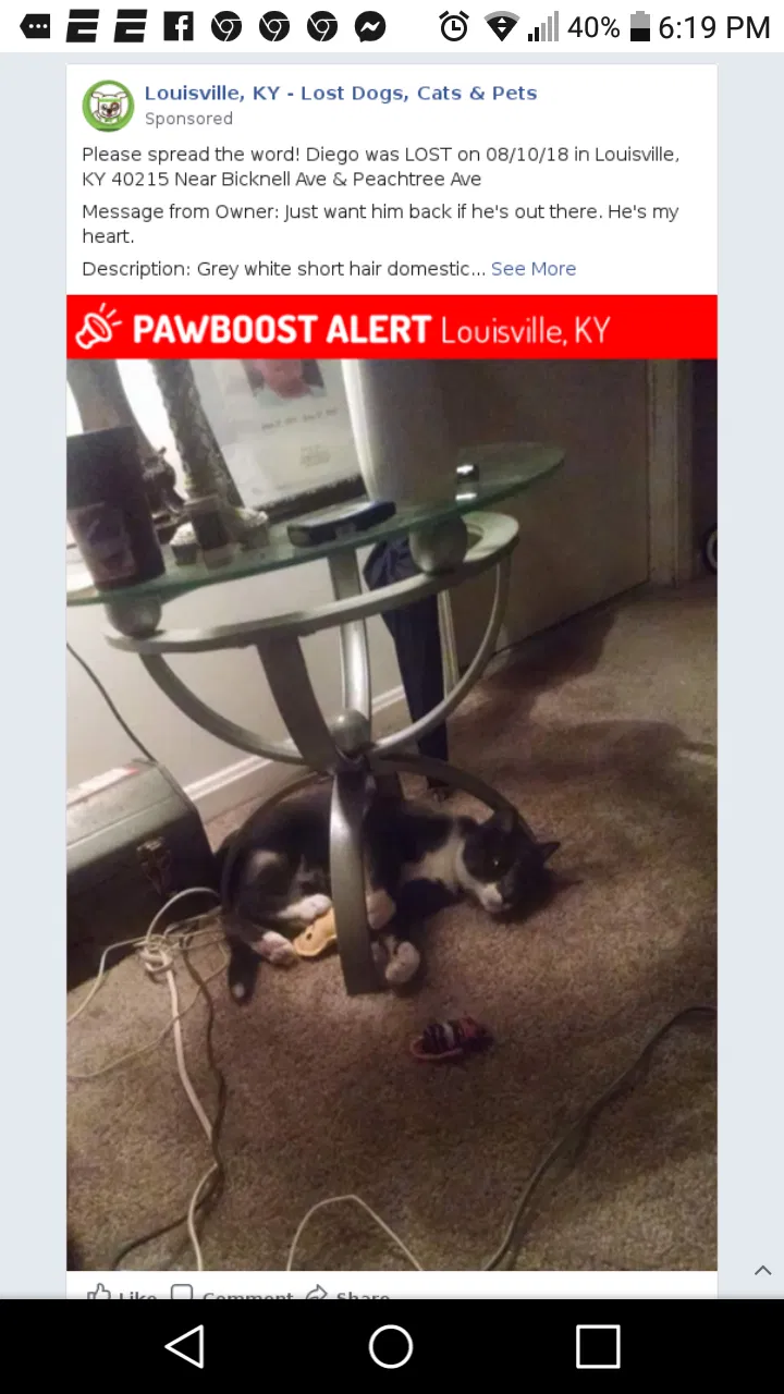 Lost cat in Louisville, KY, 40215