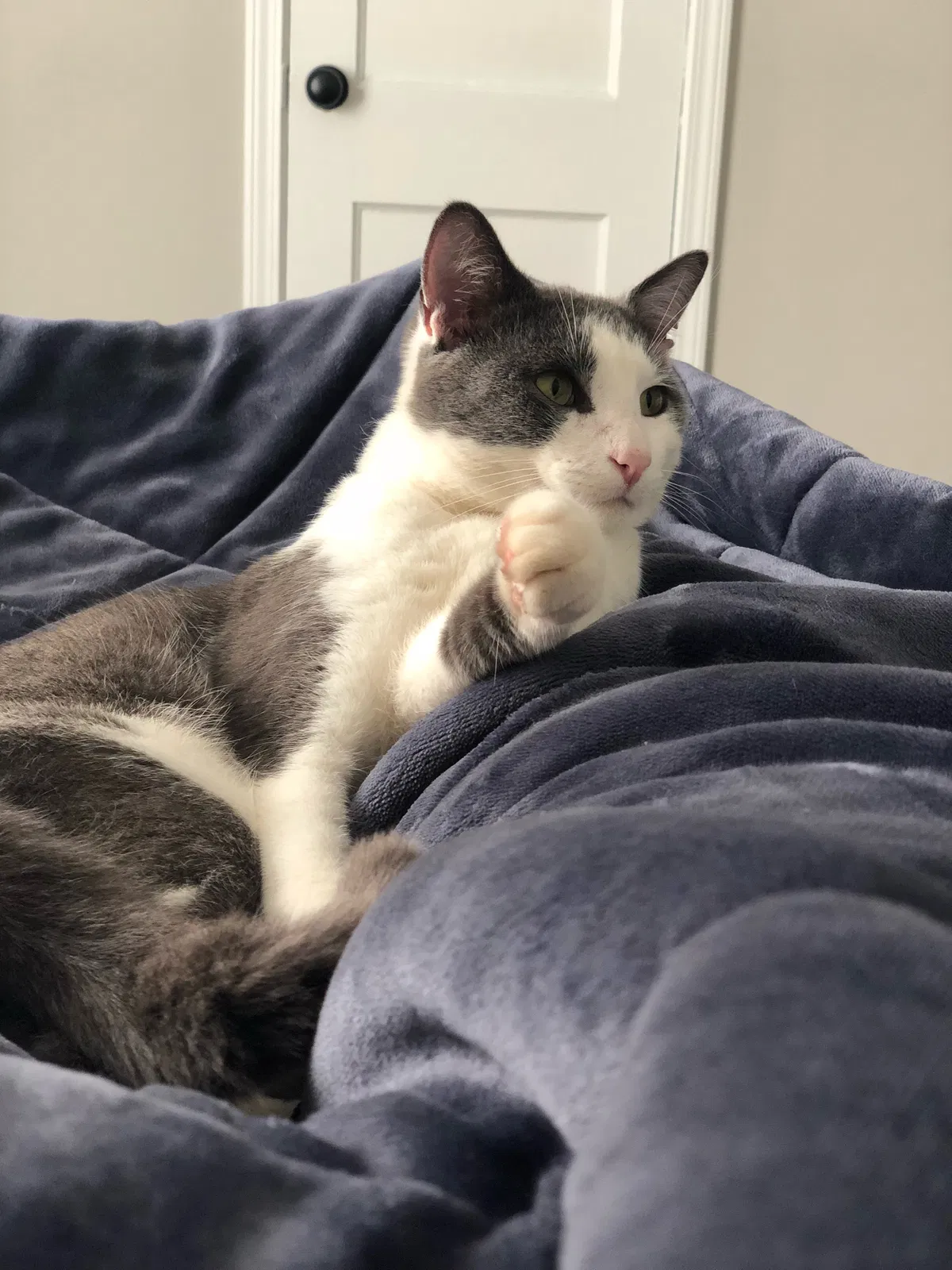Lost cat in Athens, GA, 30605