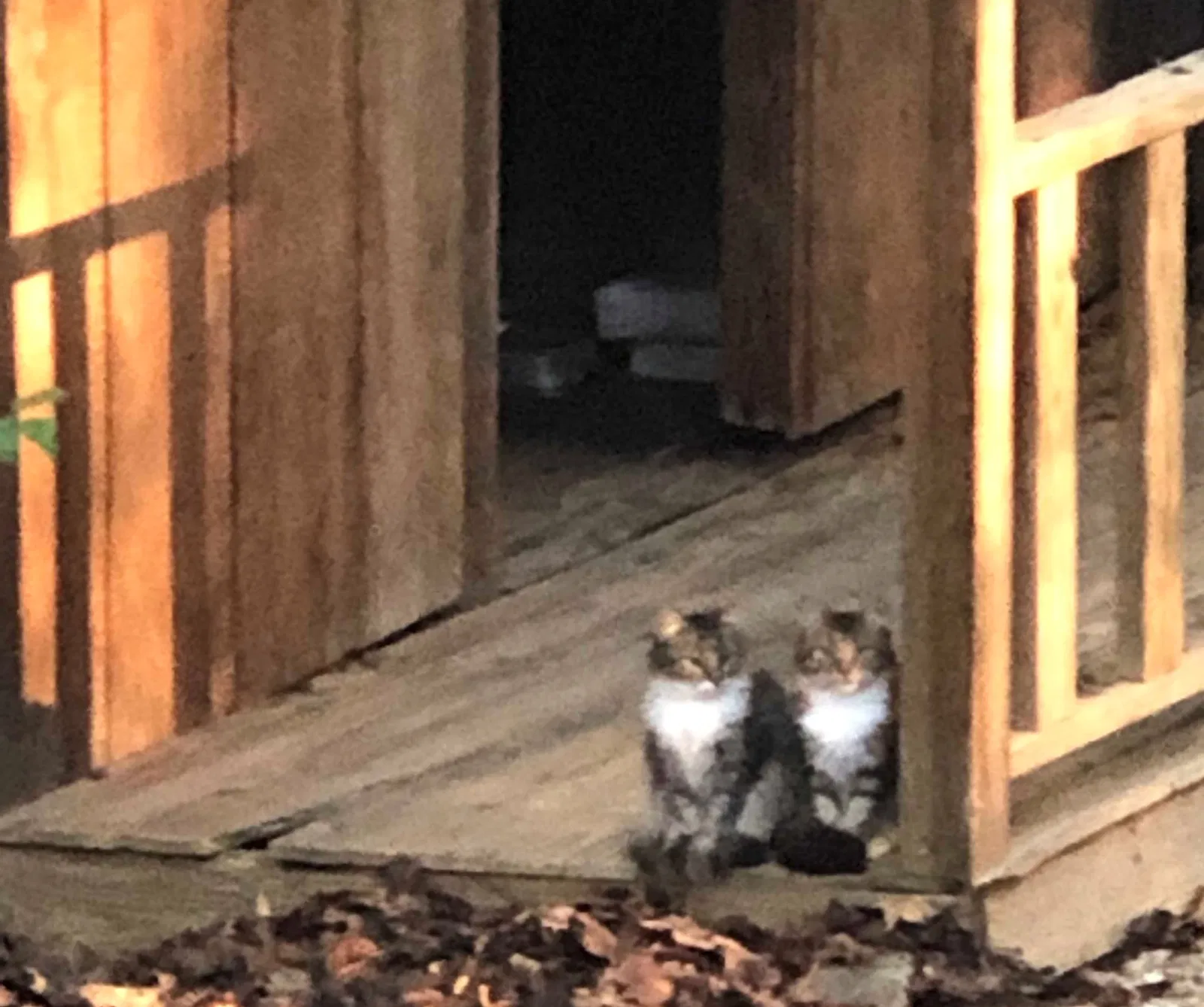 Lost cat in Auburn, AL, 36830