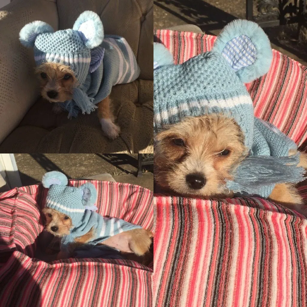 Lost dog in Memphis, TN, 38127
