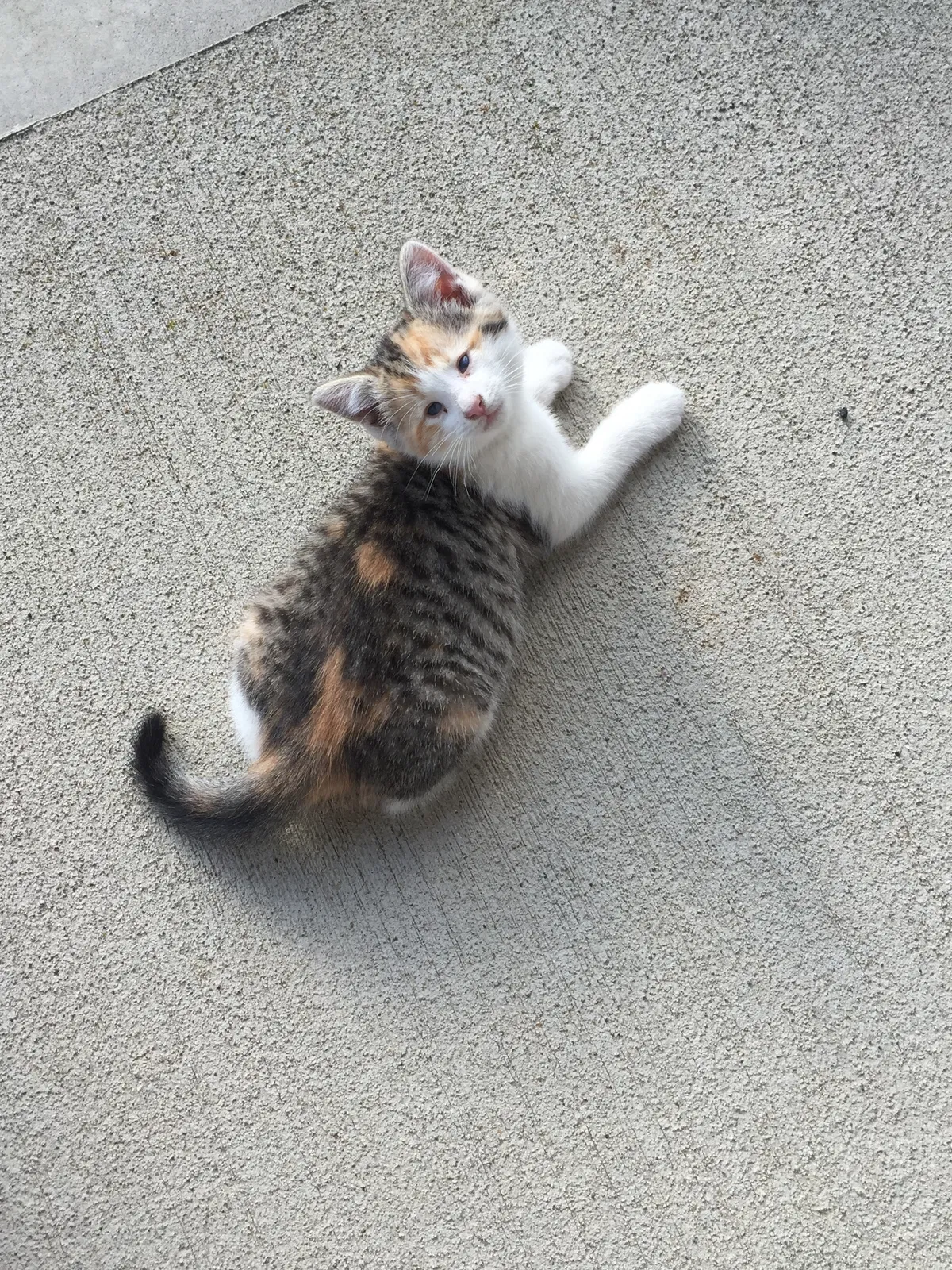 Lost cat in Orient, OH, 43146