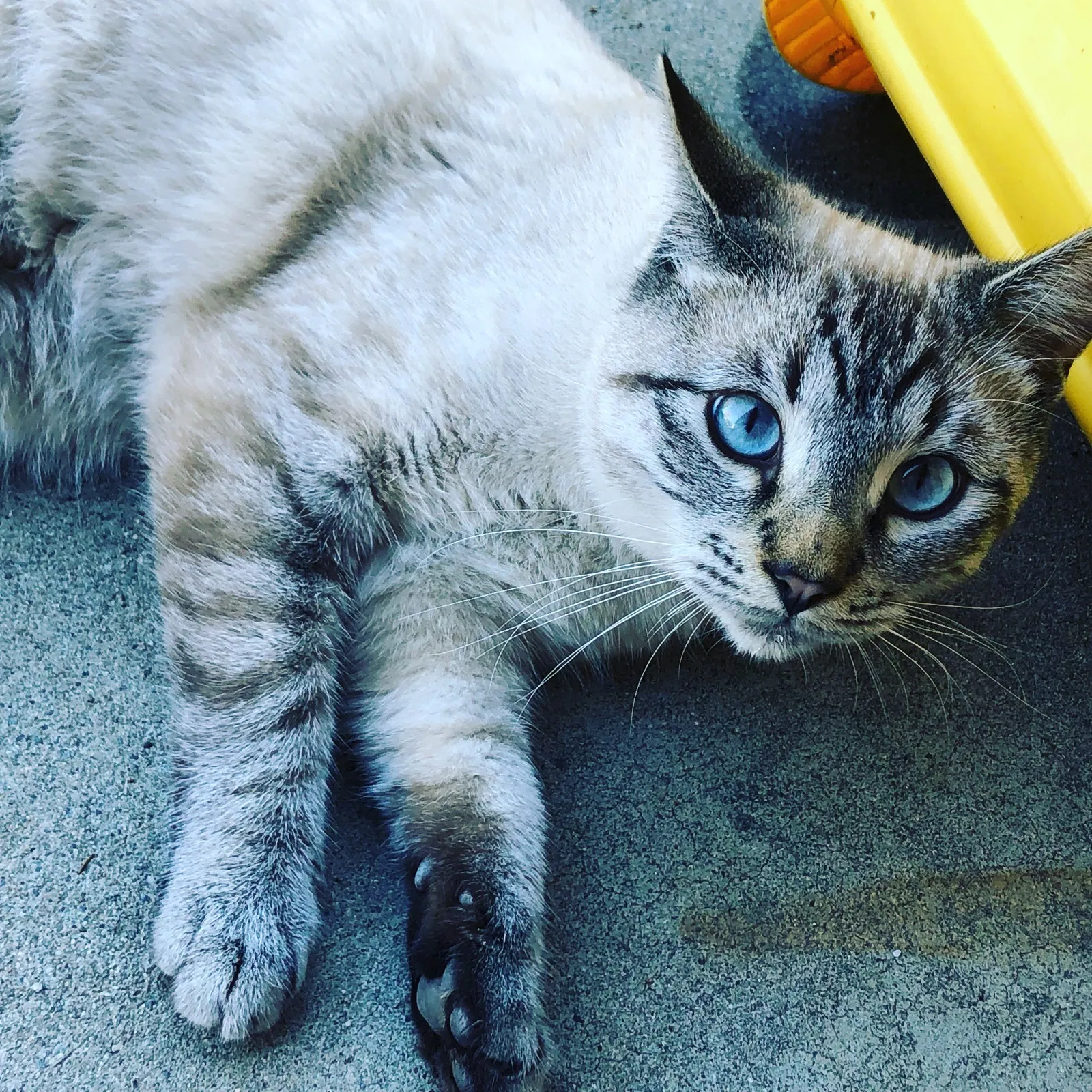 Lost cat in El Cajon, CA, 92021