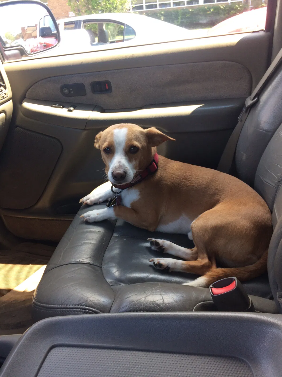 Lost dog in Mobile, AL, 36609