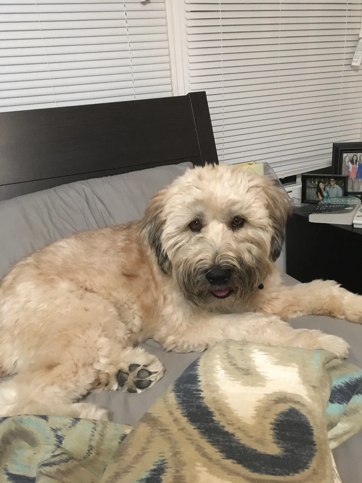 Lost dog in Fredericksburg, VA, 22406