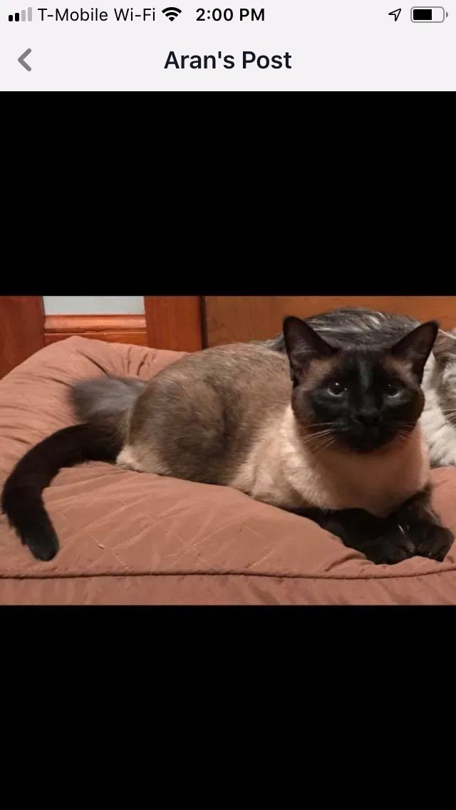 Lost cat in Morton Grove, IL, 60053