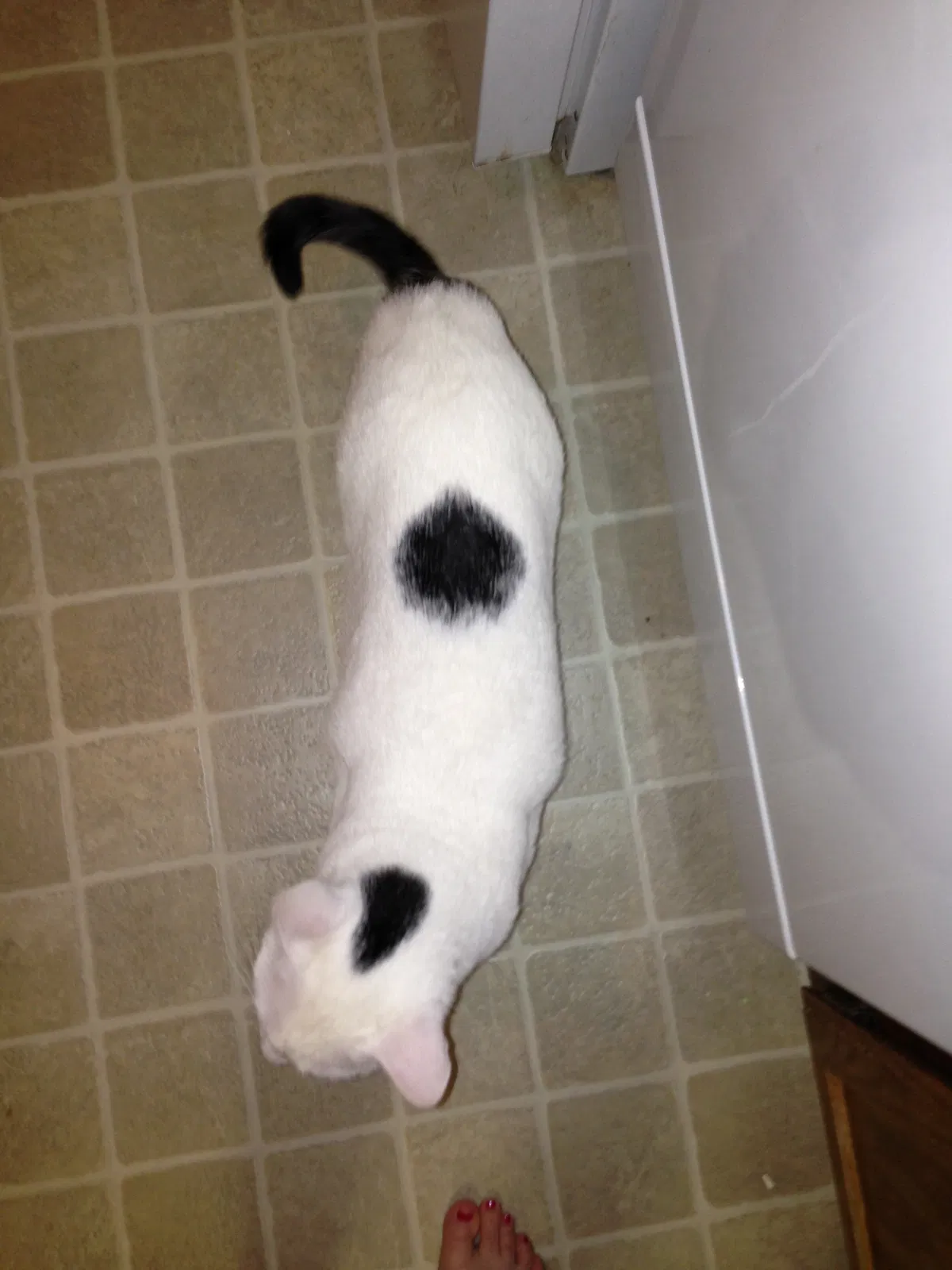 Lost cat in Renton, WA, 98058