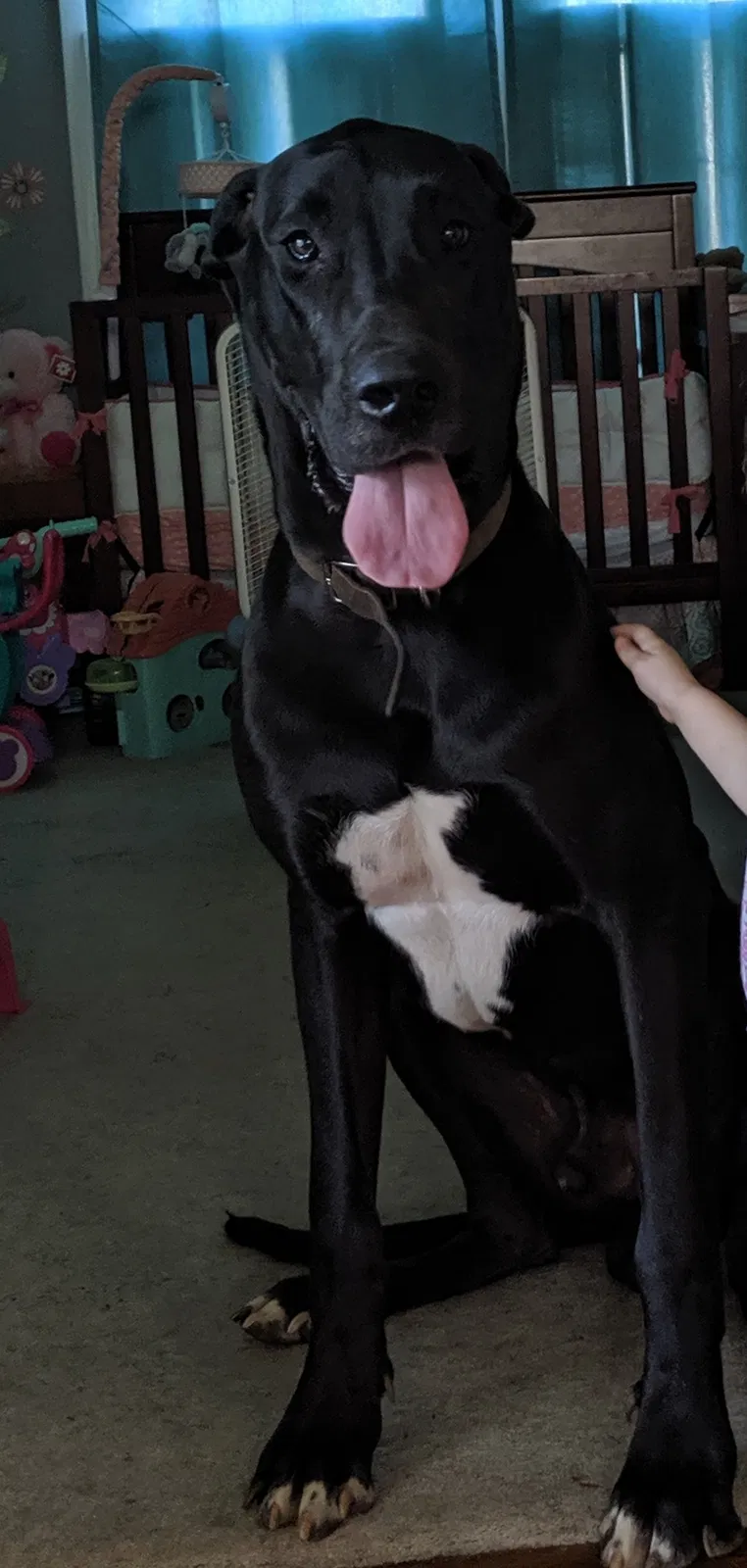 Lost dog in Graham, NC, 27253