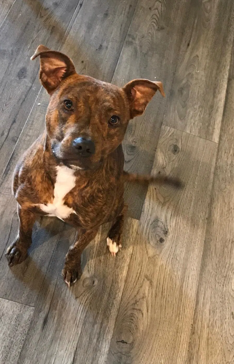 Lost dog in Indianapolis, IN, 46219