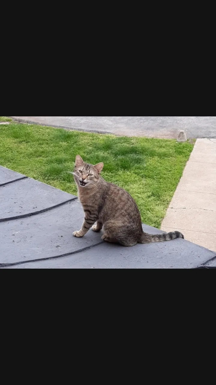 Lost cat in Louisville, KY, 40207