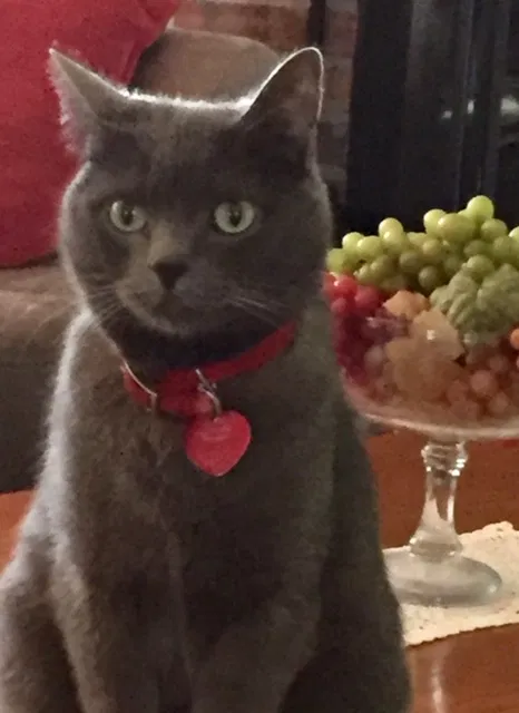 Lost cat in Mansfield, TX, 76063