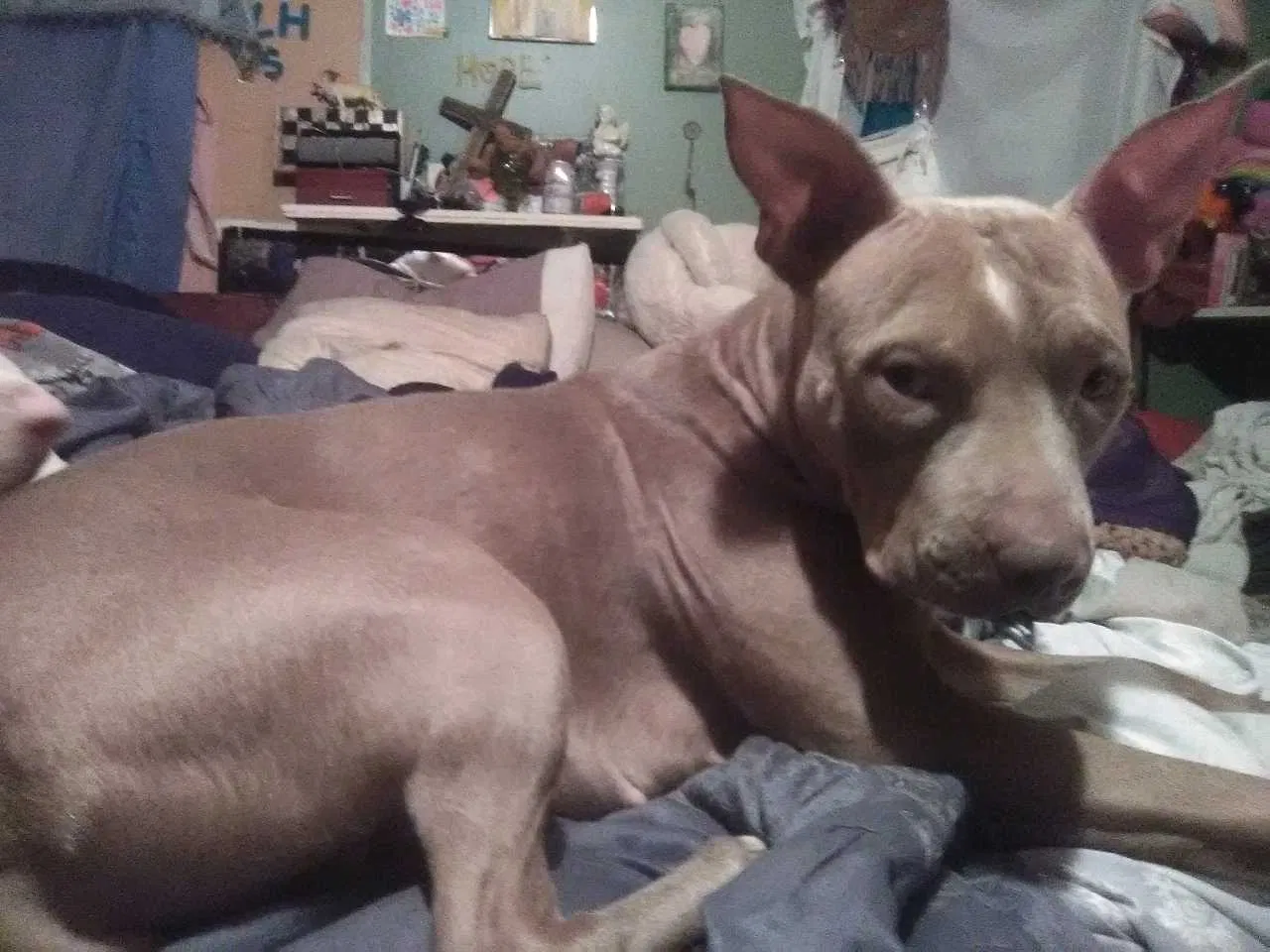Lost dog in West Monroe, LA, 71292