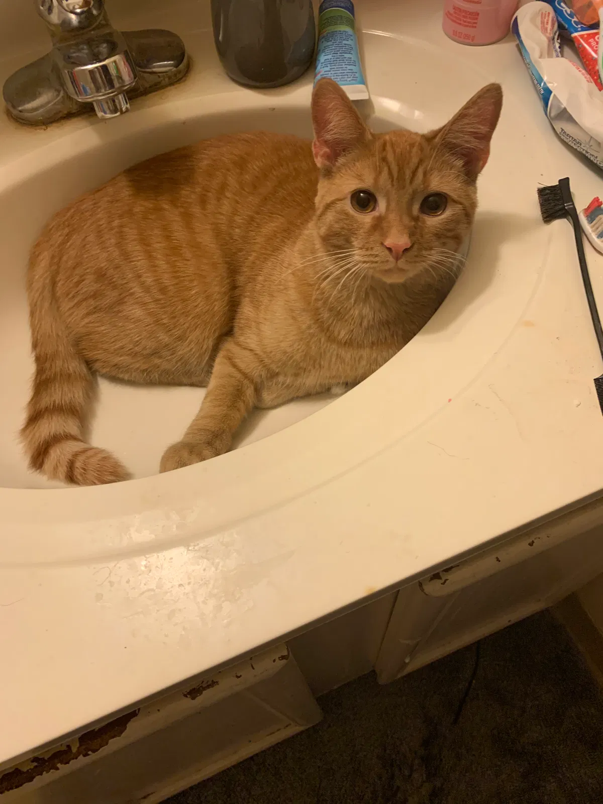 Lost cat in Stow, OH, 44224