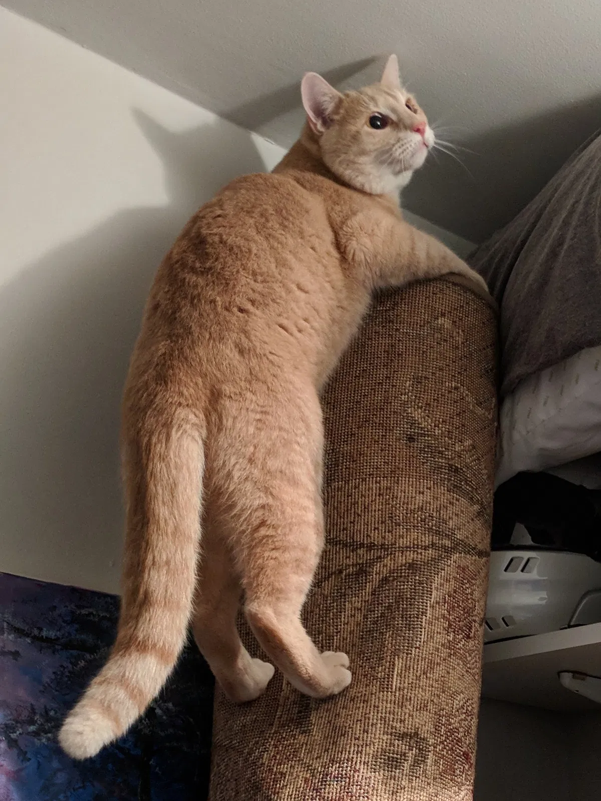 Lost cat in Atlanta, GA, 30324