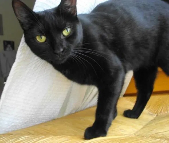 Lost cat in Cantonment, FL, 32533