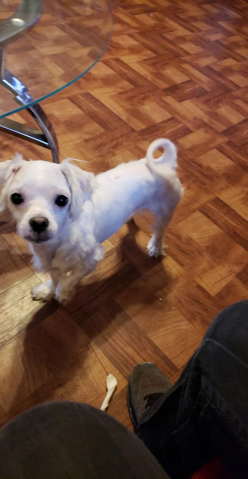 Lost dog in Knoxville, TN, 37923