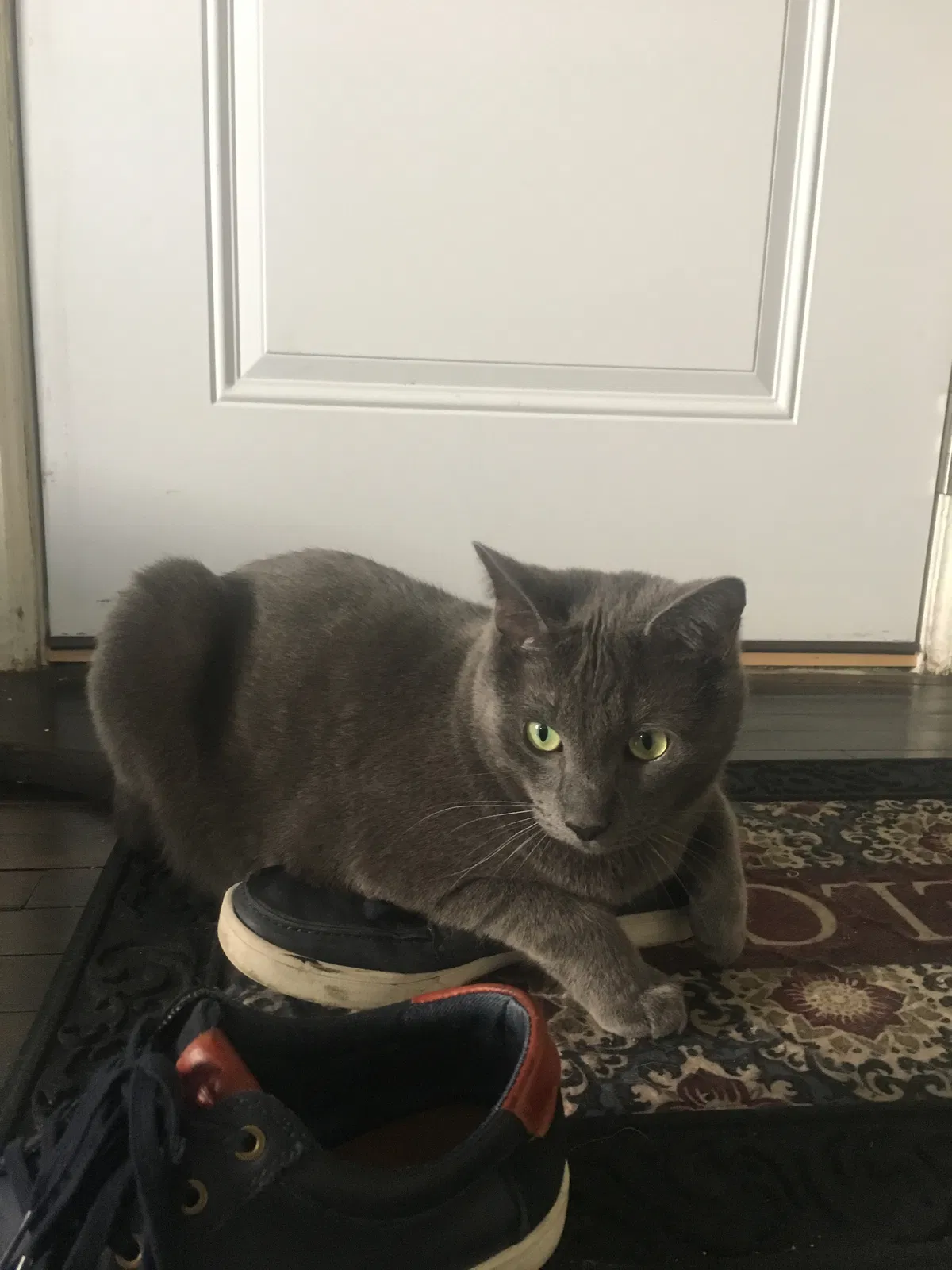 Lost cat in Salt Lake City, UT, 84104