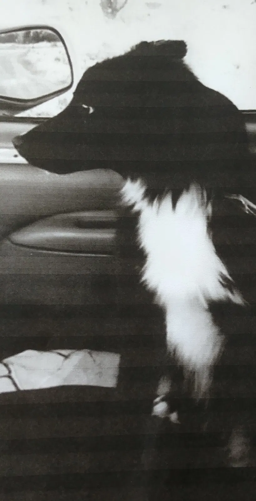 Lost dog in Quemado, NM, 87829