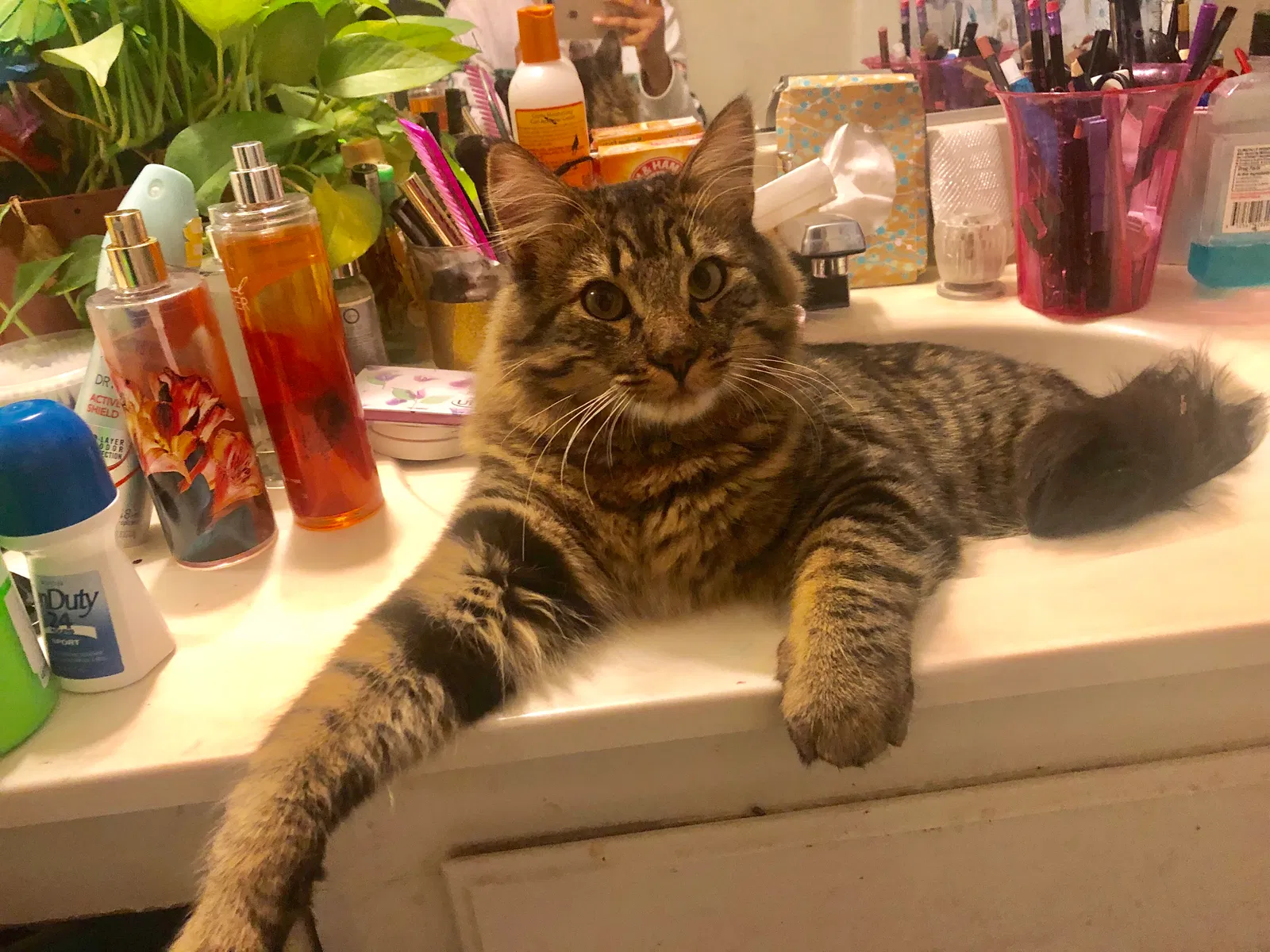 Lost cat in Fontana, CA, 92337