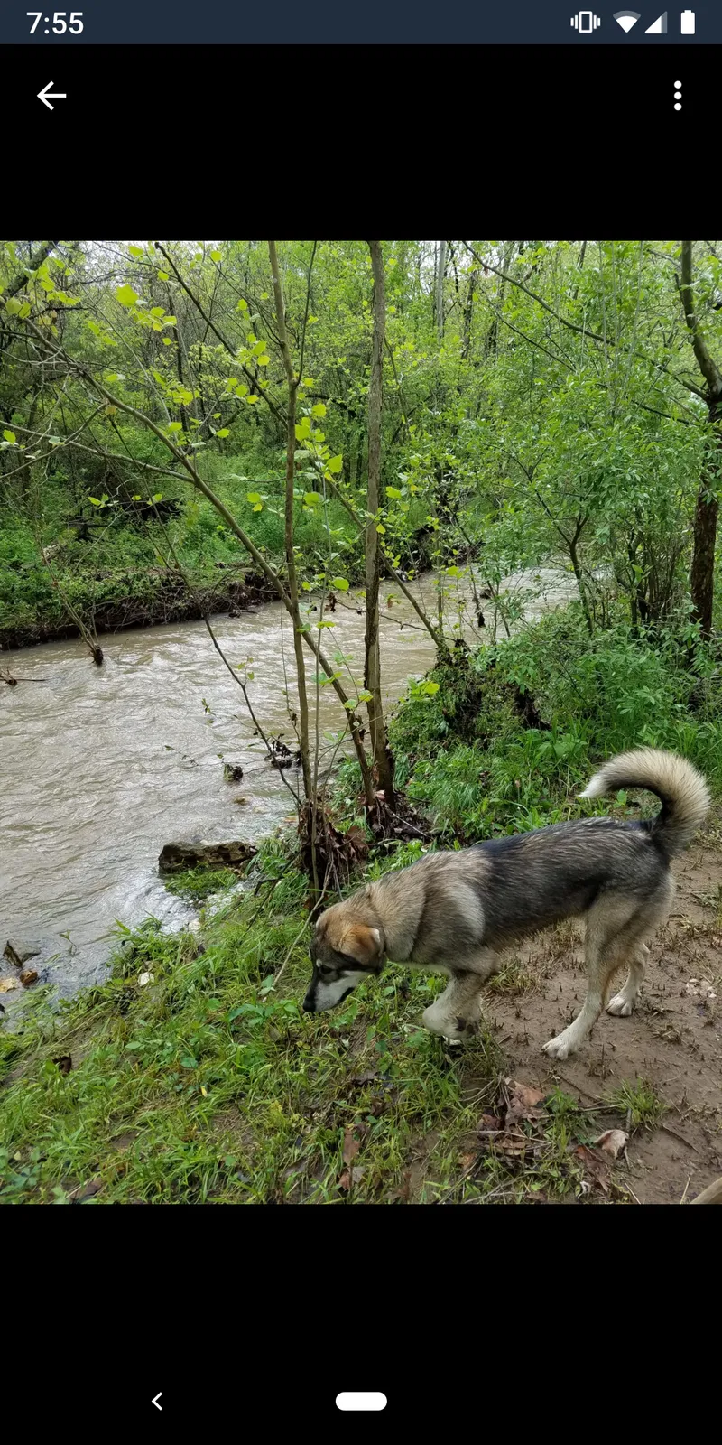 Lost dog in Wellsville, MO, 63384