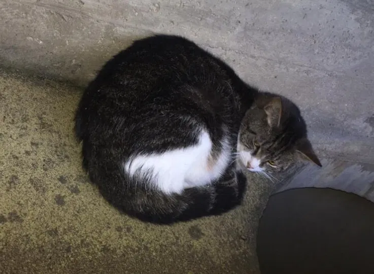 Found cat in Glen Allen, VA, 23060