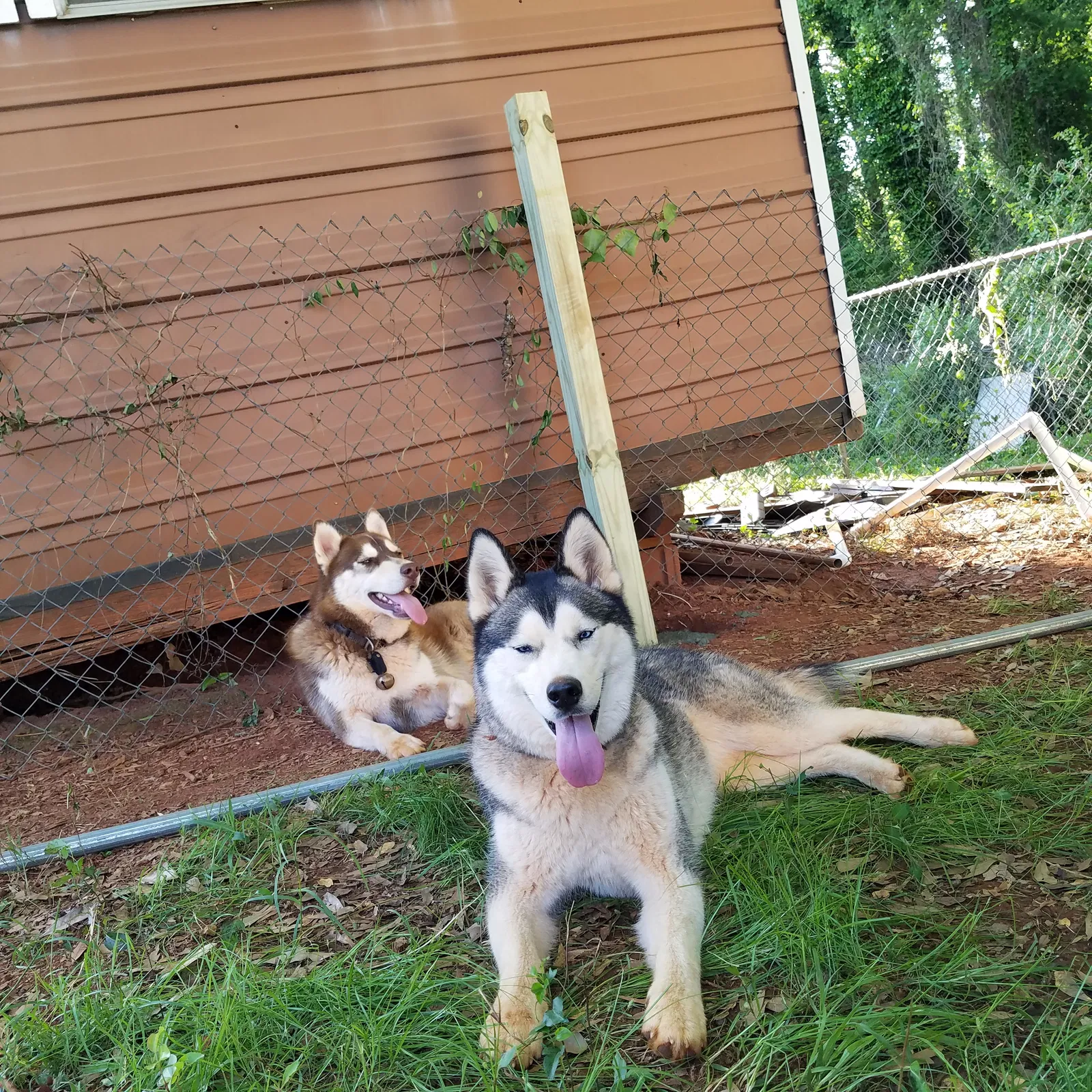Lost dog in Lawrenceville, GA, 30046