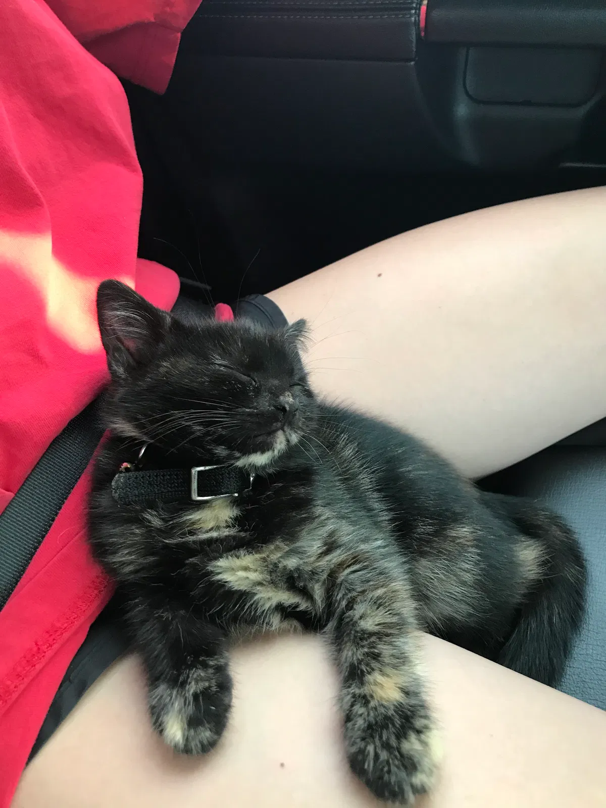 Lost cat in Griffin, GA, 30224