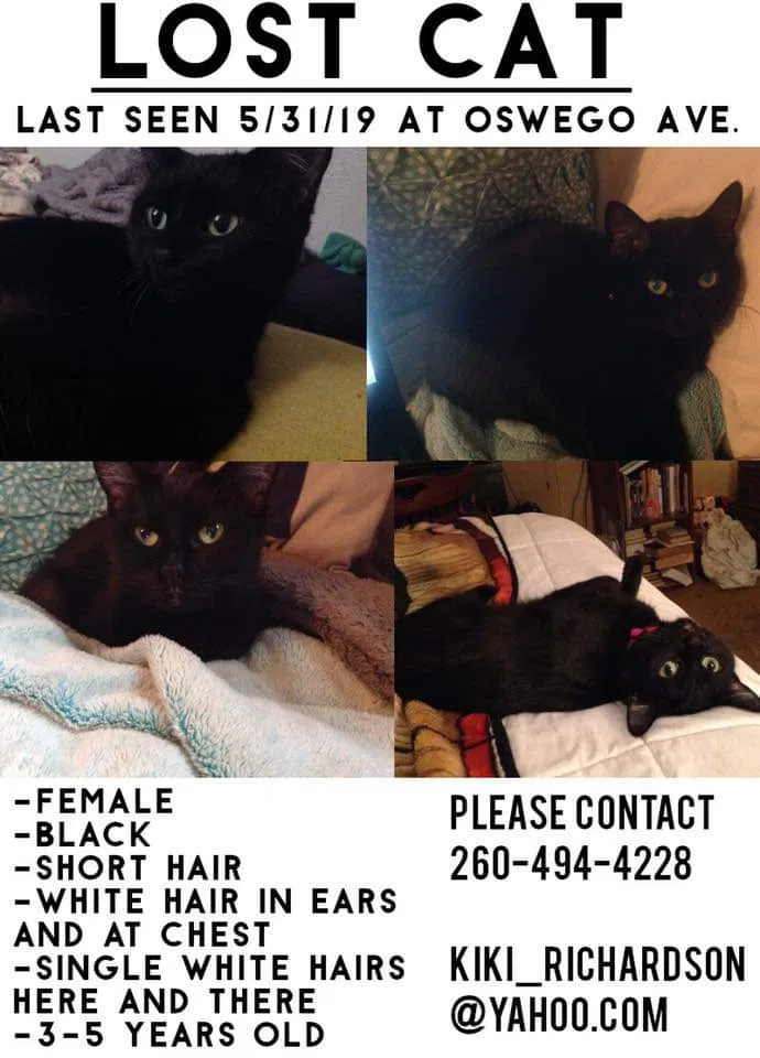 Lost cat in Fort Wayne, IN, 46805