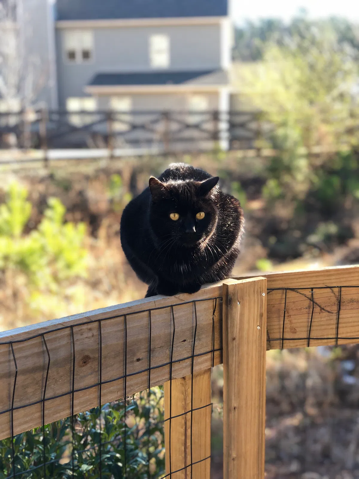 Lost cat in Woodstock, GA, 30188