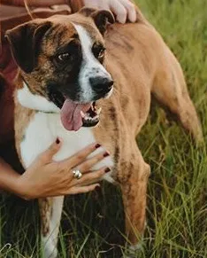 Lost dog in Tulsa, OK, 74105
