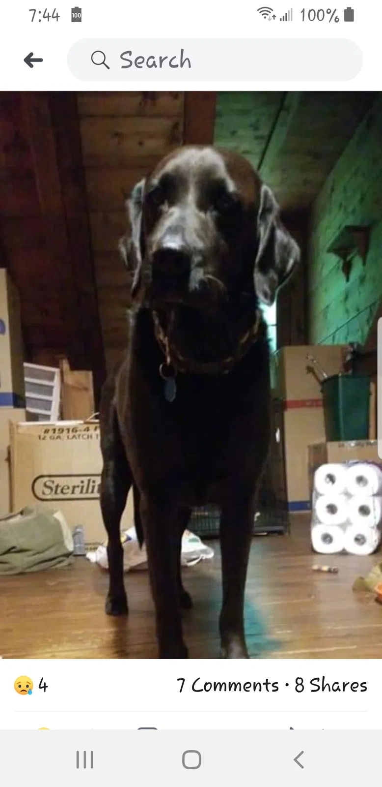 Lost dog in Walnut Cove, NC, 27052