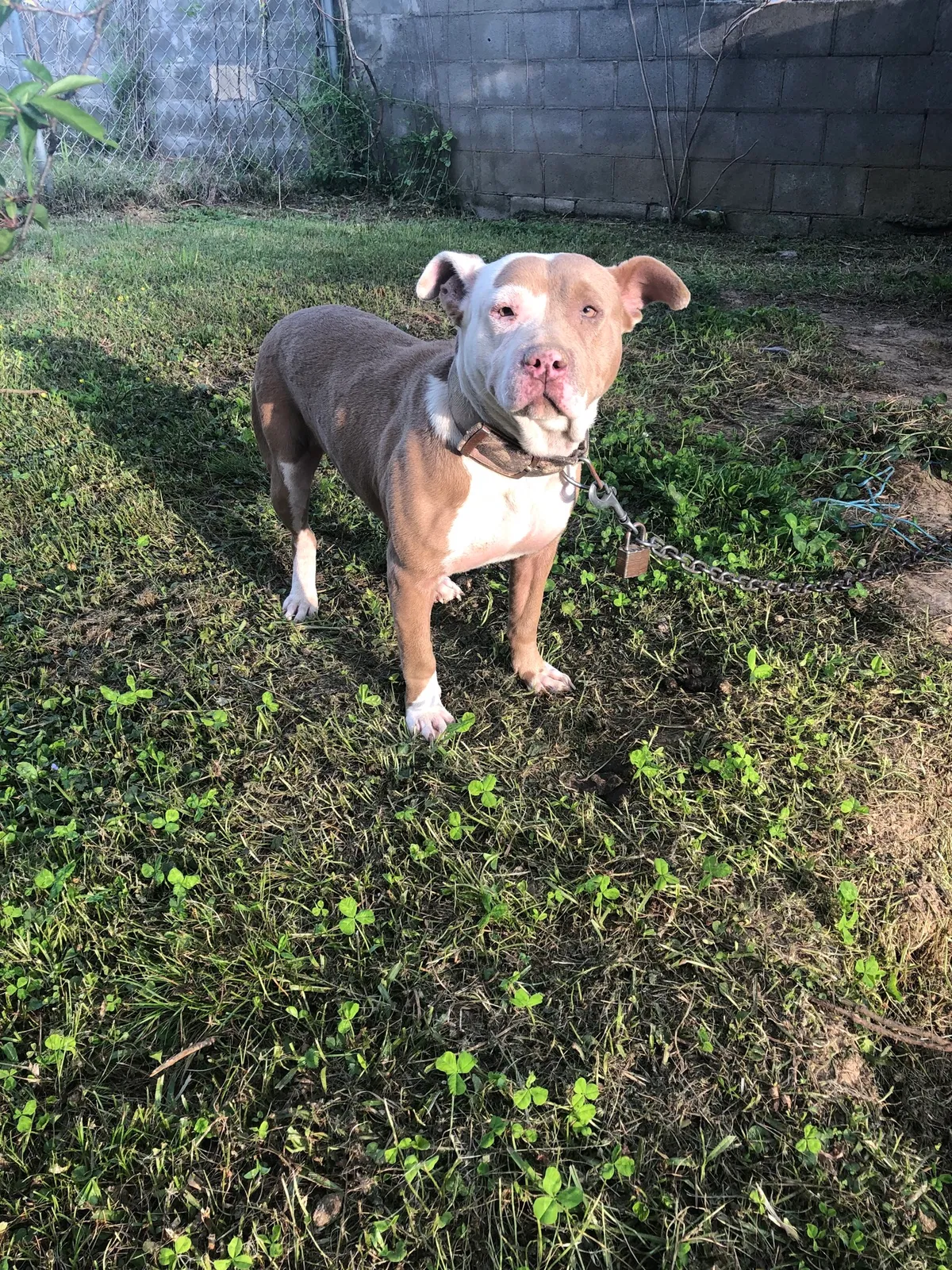 Lost dog in Jackson, MS, 39213