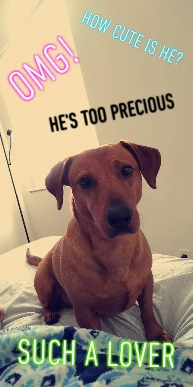 Lost dog in Colorado Springs, CO, 80915