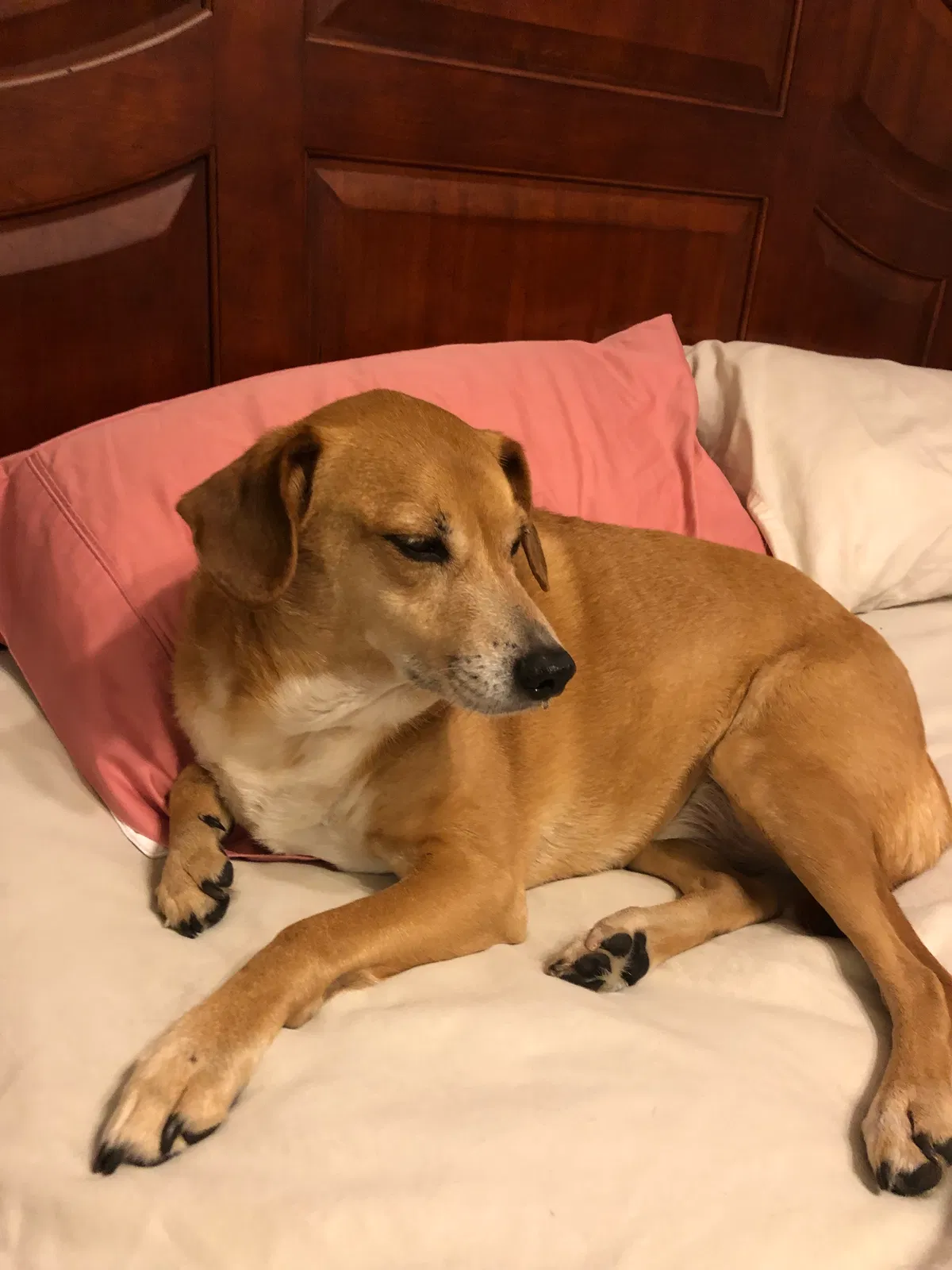 Lost dog in Florence, SC, 29505