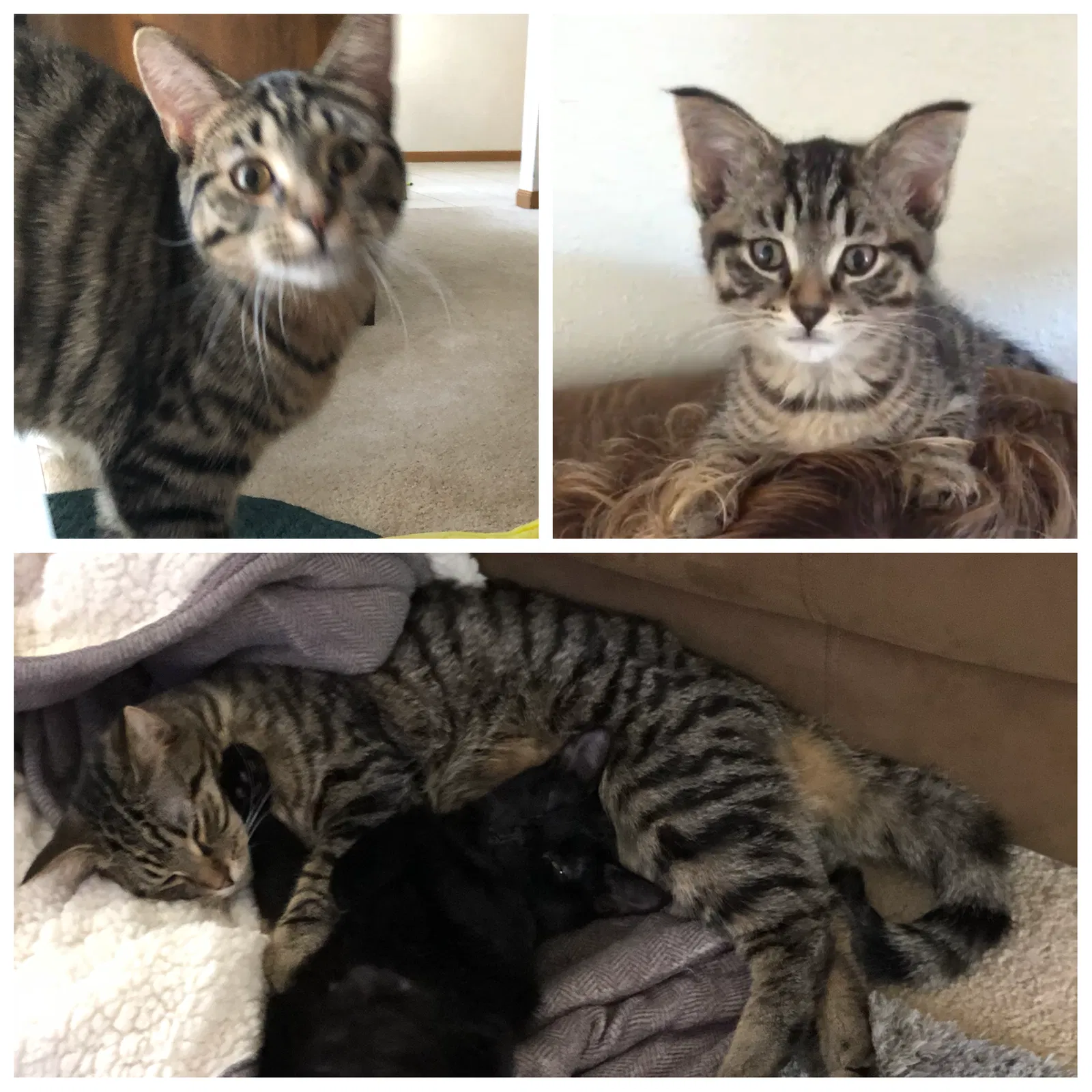 Lost cat in Mosinee, WI, 54455