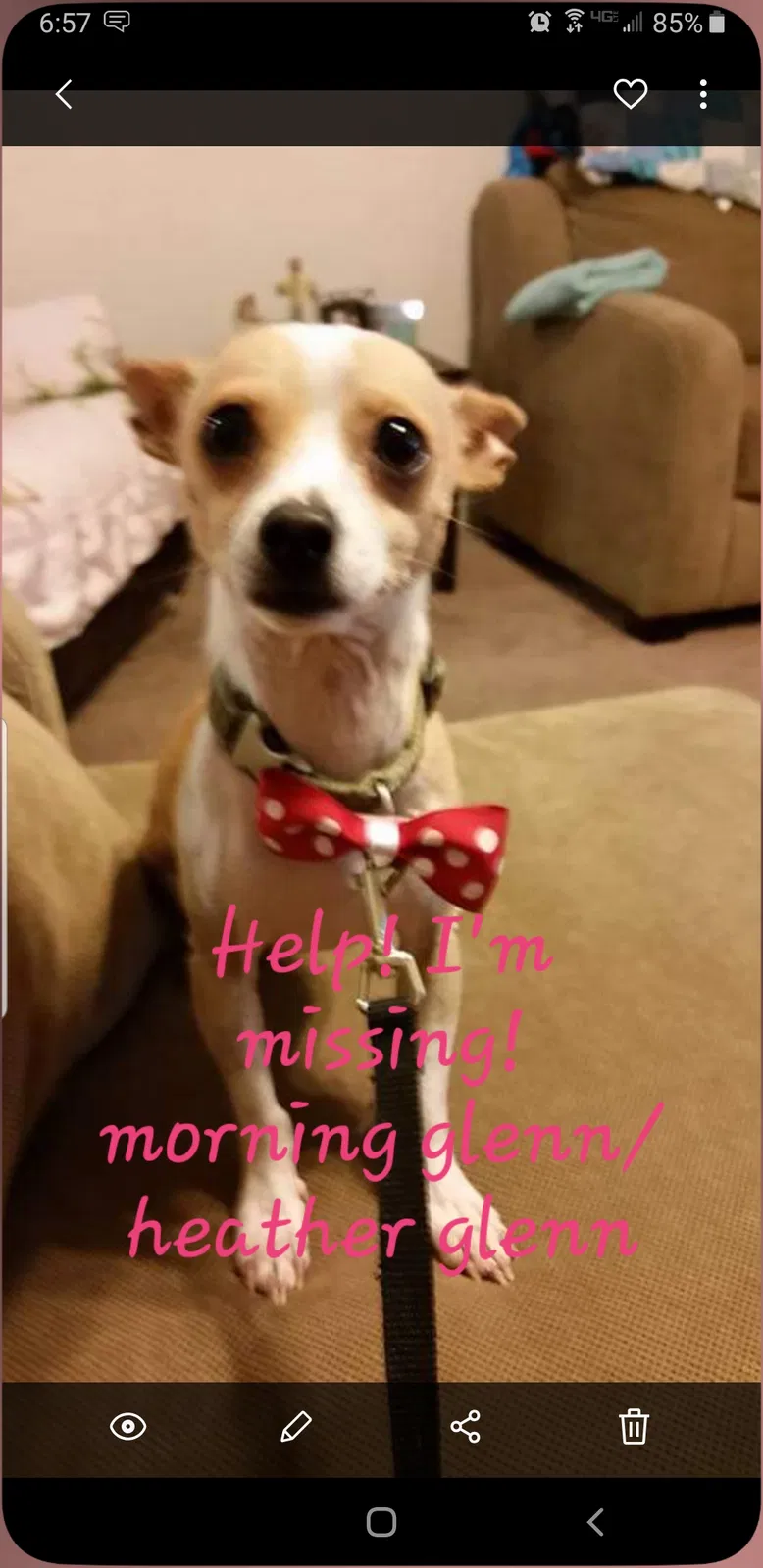 Lost dog in Killeen, TX, 76542