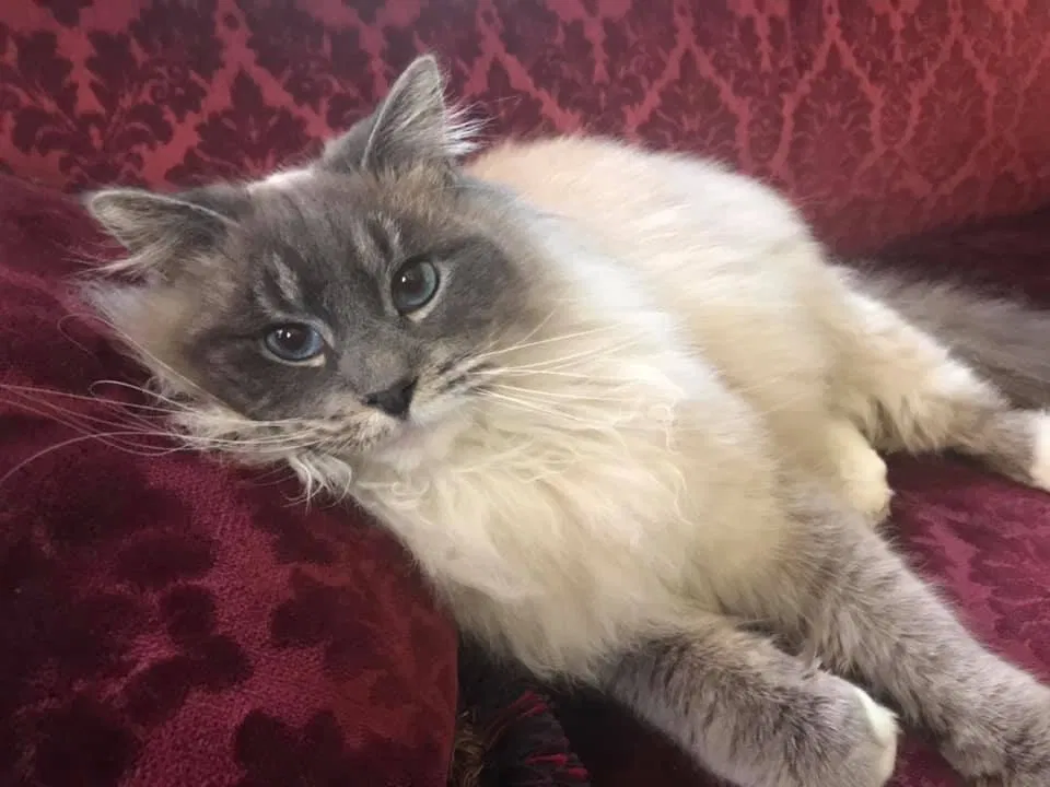 Lost cat in Oshkosh, WI, 54901