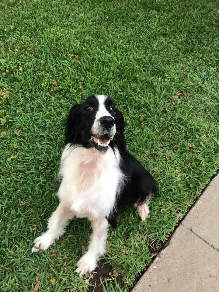 Lost dog in Castroville, TX, 78009